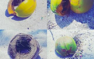 coconut beach siargao